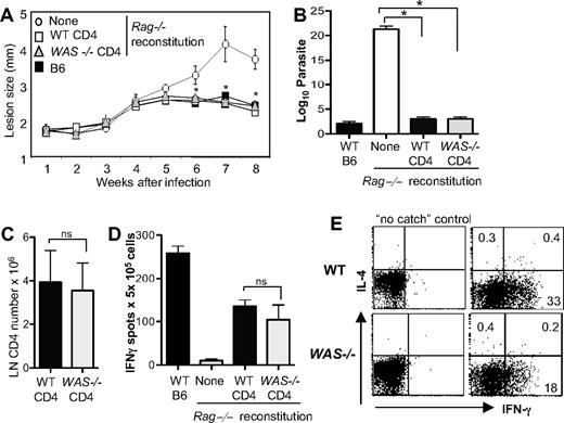 Figure 7. WAS−/− CD4+ T cells exert Th1 effector function in vivo. WT and WAS−/− CD4+ T cells (C57BL/6) were adoptively transferred into Rag-deficient mice. At 24 hours later, mice were infected with 2.0 × 105 L major promastigotes. (A) Progression of disease measured by footpad (lesion) size, mean of 4 to 6 mice per group. *P ≤ .05 (Mann-Whitney) for differences between Rag−/− with no reconstitution and either WT or WAS−/− CD4 reconstitution. (B) Limiting dilution analysis of parasite load in the footpad. *P ≤ .05 by paired Student t test across 3 independent experiments. (C) Draining LN CD4+ T-cell numbers 8 weeks after reconstitution of RAG−/− mice and L major infection. ns indicates not significant; paired Student t test. (D) ELISPOT analysis of antigen-specific IFNγ-producing cells upon 6 hours of restimulation with SLA. ns indicates P = .5 between WT and WAS−/− IFNγ production across 3 independent experiments; paired Student t test. Error bars indicate mean and SEM. (E) CSA for IL-4 and IFNγ production by WT and WAS−/− CD4+ T cells in the L major–infected dermis at 8 weeks. Cytokines were measured after 6 hours of restimulation with SLA. Dot plots were gated on CD4+ T cells. Numbers in quadrants equal the percentage of CD4+ T cells. Data are from 1 experiment representative of at least 3 comparable independent experiments.