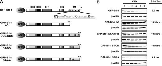 Figure 1. Mutations within Bfl-1's C-terminal region dramatically alter its half-life. (A) Schematic representation of GFP-Bfl-1 and of C-terminal deletion and point mutants. The BH1-3 domains and putative BH4 domain are shown. The C-terminal domain deleted in Bfl-1ΔC is underlined. Enlarged amino acids were substituted by mutagenesis with arginine (KKK/RRR), aspartic acid (ST/DD), or alanine (ST/AA). (B) Half-life of Bfl-1 mutants in FL5.12 cells treated with cycloheximide and collected at time intervals followed by Western blot with anti-GFP or actin as control. Protein amounts were quantified with the Alphaimager 2200 program.