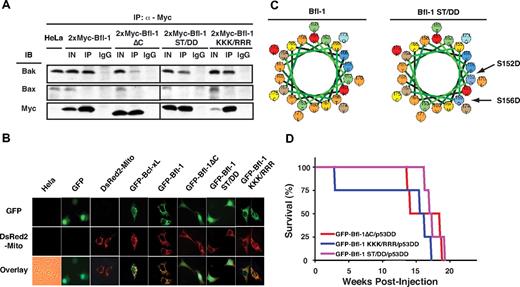 Figure 4. Ubiquitination-resistant Bfl-1 point mutants KKK/RRR and ST/DD coexpressed with p53DD induce lymphomagenesis with kinetics and efficiencies similar to that of Bfl-1ΔC. (A) Similar to wild-type Bfl-1 and Bfl-1ΔC, Bfl-1 point mutants KKK/ RRR and ST/DD selectively interact with endogenous Bak but not Bax, although Bfl-1ΔC and ST/DD did so with reduced efficiency. Coimmunoprecipitation of endogenous Bak or Bax with transiently transfected 2xMyc-tagged Bfl-1, Bfl-1ΔC, ST/DD, or KKK/RRR in HeLa cells. IN indicates 1/10 input; IP, immunoprecipitation with anti-Myc; IgG, immunoprecipitation with control mouse immunoglobulin. (B) Bfl-1, KKK/RRR, and Bcl-xL localize to mitochondria as seen by colocalization with DS-Red2-Mito tracker, whereas Bfl-1ΔC and ST/DD show diffuse localization by GFP fluorescence. (C) Helical wheel diagram showing that the ST/DD substitution adds significant negative charge on one side of the helix predicted in the C-terminus of Bfl-1. Basic (red), acidic (blue), nonpolar (orange), polar (green), and aromatic (brown) amino acids are indicated. (D) Kaplan-Meier curves showing similar kinetics of tumorigenesis in NCR nude mice injected intravenously with FL5.12 cells coexpressing Bfl-1 mutants GFP-Bfl-1ΔC (red, n = 4), KKK/RRR (blue, n = 4), or ST/DD (purple, n = 4) along with p53DD (GFP-Bfl-1ΔC/p53DD vs GFP-Bfl-1 KKK/RRR/p53DD, P = .401; GFP-Bfl-1ΔC/p53DD vs GFP-Bfl-1 ST/DD/p53DD, P = .469; GFP-Bfl-1KKK/RRR/p53DD vs GFP-Bfl-1 ST/DD/p53DD, P = .240).