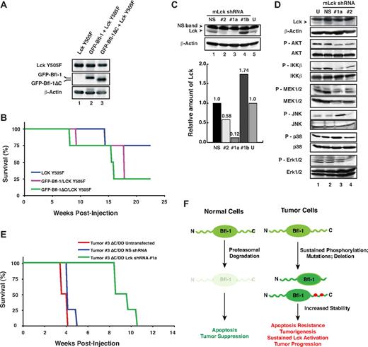 Figure 7. Lck synergizes with Bfl-1 in lymphomagenesis. (A) FL5.12 cells stably expressing constitutively active Lck Y505F alone or together with GFP-Bfl-1 or GFP-Bfl-1ΔC were analyzed by Western blot with anti-Lck, anti-GFP, or anti–β-actin. (B) Kaplan-Meier curves show accelerated tumorigenesis in NCR nude mice transplanted intravenously with FL5.12 cells expressing GFP-Bfl-1ΔC/Lck Y505F (green, n = 4) or GFP-Bfl-1/Lck Y505F (purple, n = 4) compared with those expressing Lck Y505F alone (blue, n = 4). (C top) Western blot showing that Lck shRNAs 1 and 2 reduce endogenous mLck levels in GFP-Bfl-1ΔC/p53DD tumor 3–derived cells at 4 days after nucleofection after sorting for high GFP expression (shRNAs 1a and 2, lanes 2-3) versus cells nucleofected with nonspecific scrambled shRNA control (NS) sorted for high GFP expression, cells nucleofected with shRNA1 sorted for low GFP expression (shRNA#1b) as control or untransfected cells (U; lanes 1, 4-5). (Bottom) Quantification of Lck knockdown efficiency relative to the NS shRNA control. (D) Stable knockdown of mLck in GFP-Bfl-1ΔC/p53DD tumor 3–derived cells selectively reduces phospho-Akt, -IKKβ, and -MEK activation and leads to activation of phospho-JNK versus controls as seen by Western blot with phospho-Akt, -IKKβ, -MEK1/2, -JNK, -p38, or -ERK1/2. (E) Kaplan-Meier curves demonstrate that stable knockdown of endogenous mLck with shRNA #1a (green, n = 4) significantly delays tumor formation in NCR nude mice injected intravenously with GFP-Bfl-1ΔC/p53DD-tumor 3–derived cells (ΔC/DD #3) versus those injected with tumor 3 cells expressing the nonspecific shRNA control (NS; blue, n = 4; P = .001) or untreated cells (red, n = 6; P = .001). (F) Model representing Bfl-1 ubiquitin-mediated regulation and its role in tumor suppression.