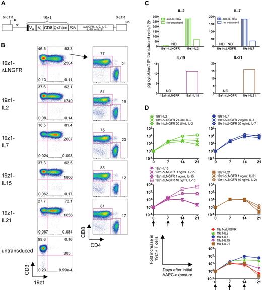 Figure 1. Retroviral vector design and expression of 19z1 and cytokine transgenes in human primary T cells. (A) Schematic diagram of bicistronic oncoretroviral vectors used for 19z1 and cytokine overexpression. 19z1 indicates human CD19-specific chimeric antigen receptor; black box, CD8 leader sequence; VH, variable heavy chain; gray box, (Gly3Ser)4 linker; VL, variable light chain; CD8, CD8 hinge and transmembrane domains; ζ-chain, TCR ζ-chain cytoplasmic domain; P2A, porcine teschovirus-1–derived 2A peptide; ΔLNGFR, doubly mutated human low-affinity nerve growth factor receptor; LTR, long terminal repeat; ψ, packaging signal; and pA, polyadenylation signal. (B) Cell surface expression of 19z1, CD3, CD4, and CD8 by transduced T cells 6 days after AAPC stimulation. Numbers at the bottom of the upper right quadrant represent the 19z1 MFI of the CD3+19z1+ subset. CD4/CD8 dot plots have been gated on the CD3+19z1+ subset. Dot plots are representative of 8 to 10 experiments using 6 different donors. (C) Secretion of IL-2, IL-7, IL-15, or IL-21 by transduced T cells. Equivalent numbers of 19z1+ T cells were washed and cultured in the presence or absence of an antireceptor blocking antibody. Culture supernatants were assayed for cytokine content by ELISA 12 hours later. Data shown are the average of 2 donors. ND indicates below limit of detection. (D) Overall accumulation of transduced T cells in response to tumor antigen exposure. T cells were transduced and exposed weekly to AAPCs. In parallel, control 19z1-ΔLNGFR T cells were cultured with titrating amounts of exogenously added IL-2, IL-7, IL-15, or IL-21. The number of viable 19z1+ T cells was assessed at the indicated time points. Arrows denote AAPC restimulation. The bottom right graph represents an overlay of the accumulation of cytokine-transduced T cells. Data are average (± SEM) of 3 donors.