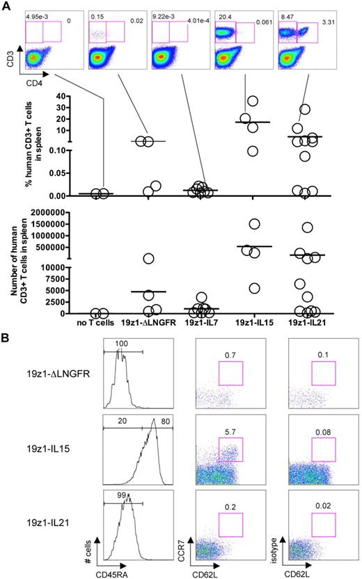 Figure 6. Long-term in vivo persistence of human T cells in surviving mice treated with ΔLNGFR–, IL-7–, IL-15–, or IL-21–overexpressing T cells. (A) Identification of human T cells in the spleen of tumor-free mice on days 106 to 110 after tumor challenge. Dot plots represent the indicated mice. Graphs indicate the percentage and absolute number of human CD3+ cells in the spleen of individual mice. Each circle represents an individual mouse (no T cells, n = 2; 19z1-ΔLNGFR, n = 4; 19z1-IL7, n = 7; 19z1-IL15, n = 4; 19z1-IL21, n = 10). Horizontal bar indicates average. (B) Expression of CD45RA, CCR7, and CD62L by persisting human CD8+ T cells in long-term surviving mice. Histograms are from representative mice and have been gated on the CD3+CD8+ subset (inferred from the CD3+CD4− gate). Dot plots for the 19z1-ΔLNGFR and 19z1-IL21 groups have been gated on the CD3+CD4−CD45RA− cells and dot plots for the 19z1-IL15 group have been gated on the CD3+CD4−CD45RA+ cells.