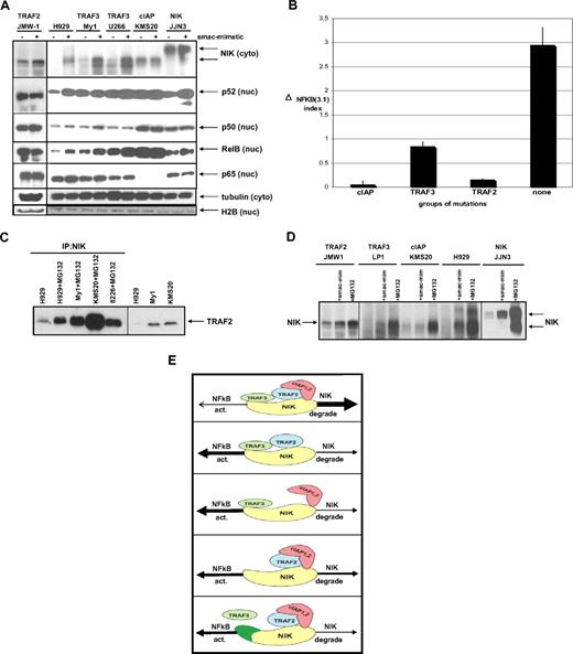 Figure 2. Effect of Smac-mimetic on NF-κB signaling in MMCLs with different genetic abnormalities of NF-κB pathway components. (A) Immunoblot of of MMCLs cultured for 16 hours in medium alone or in the presence of 50nM Smac-mimetic. Nuclear and cytosol extracts were prepared, and expression of the proteins indicated at the right was analyzed. NF-κB mutations in different MMCLs are indicated. (B) Activation of NF-κB target gene expression after incubation of cells with Smac-mimetic. The average expression of 3 target genes (TNFAIP3, NFKB2, and IL2RG) was detected by quantitative PCR in control cells and cells cultured for 16 hours in medium with 50nM Smac-mimetic. Four groups were compared: (1) 3 MMCLs with biallelic deletions of cIAP1/2, (2) 5 MMCLs with mutations in TRAF3, (3) one cell line with biallelic deletions of TRAF2, and (4) 3 MMCLs with low NF-κB index and no known mutations in NF-κB pathway. The ΔNF-κB(3.1) index was determined as the differences between treated and control samples. Data are mean ± SE (“Genes comprising the NF-κB index in myeloma”). (C) Immunoblot for TRAF2 coimmunoprecipitated with NIK in MMCLs. In some cases, the cells were incubated with MG132 for 3 hours to stabilize endogenous NIK. NIK was immunoprecipitated and loaded on the gel (IP:NIK), or cytosol extracts were directly loaded. Samples were analyzed with TRAF2 antibody. (D) Immunoblot for NIK in MMCLs cultured for 16 hours in medium alone or in the presence of 50nM Smac-mimetic or Smac-mimetic plus MG132. NF-κB mutations in different MMCLs are indicated. (E) Proposed mechanism of activation of the NF-κB pathways through NIK-protein in MM cells with different genetic abnormalities (top to bottom): WT, ΔcIAP1/2, ΔTRAF2, ΔTRAF3, and NIK lacking TRAF3-binding site.