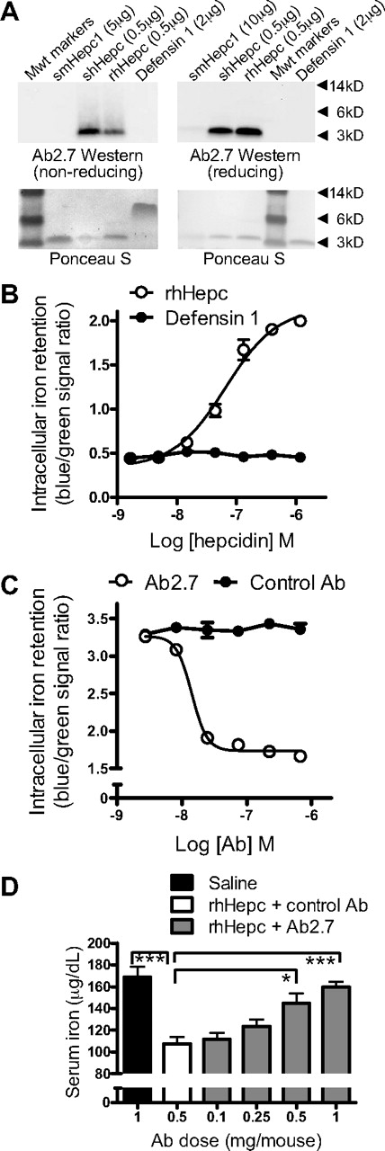 Figure 4. Antihepcidin antibody treatment neutralized hepcidin in vitro and in vivo. (A) By Western analysis, Ab2.7 detected purified shHepc and rhHepc, weakly detected smHepc1, and did not detect a defensin 1 control (Sigma-Aldrich). Ponceau S staining of blots was conducted to demonstrate protein loading. Some precipitation of smHepc1 occurred in reducing conditions, evident by decreased Ponceau S staining. (B) Hepcidin treatment (rhHepc) increased intracellular iron, measured as blue/green ratio with an iron-responsive β-lactamase reporter gene; EC50 40nM (n = 3 wells/point). (C) Ab2.7 neutralized hepcidin activity measured as in panel B (37nM rhHepc); IC50 14nM. (D) Ab2.7 prevented hepcidin-mediated serum iron decrease in mice. Subcutaneous Ab2.7 administered 3 days before 25 μg of hepcidin (IP); serum iron measured 2 hours later (n = 5/group). All statistical differences from rhHepc and control antibody group (□) are shown: *P < .05; ***P < .001.