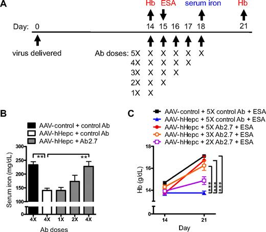 Figure 5. hHepc constitutively overexpressed in mice was neutralized by Ab2.7. (A) Experimental scheme detailing administration time of hepcidin (or control) virus (AAV5) with dosing schemes for antihepcidin (or control) antibody (1 mg subcutaneously: n = 5/group). Sampling for panel B (serum iron) is shown in blue. Extra treatment (ESA: 100 μg/kg subcutaneous darbepoetin alfa) and samplings for panel C are shown in red. (B) AAV-hHepc (1.5 × 1012 particles/mouse) caused a serum iron decrease compared with control virus treatment (AAV-β-galactosidase), which was prevented by Ab2.7 treatment in a dose-responsive manner. Statistical differences compared with AAV-hHepc + control antibody (□) are shown. (C) Control virus-treated mice (AAV-GFP; 5 × 1012 particles/mouse) showed a normal response to ESA, whereas those expressing AAV-hHepc did not. Ab2.7 restored response to ESA in AAV-hHepc mice in a dose-responsive manner. Statistics represent comparison of Hb values at day 21. Significant differences from AAV-hHepc + 5X control Ab + ESA (blue line) are shown. For statistical comparisons, **P < .01; ***P < .001.