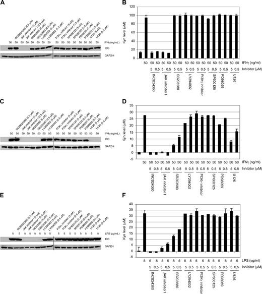 Figure 6. Signaling pathways involved in the regulation of IDO1 expression and activity induced by IFNγ or LPS in HeLa cells and DCs. HeLa cells or DCs were treated with either IFN-γ or LPS with or without the inhibitors at the indicated concentrations for 2 days, and the cells were lysed and analyzed by Western blot using an anti-IDO or anti-GAPDH antibody. Representative data of 3 independent experiments are shown: IFN-γ–treated HeLa cells (A) and DCs (C), and LPS-treated DCs (E). Kyn levels in the supernatants from these treated cells were determined spectrophotometrically. Representative data of 3 independent experiments are used in the graphs: IFN-γ–treated HeLa cells (B) and DCs (D), and LPS-treated DCs (F). In panels A, C, and E, the vertical lines represent where 2 separate images were aligned. Error bars represent SD.