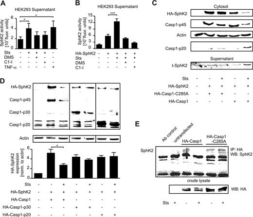 Figure 4. Active full-length caspase-1 is needed for SphK2 cleavage during cell death. (A) Apoptosis in HEK293 cells was induced with Sts in the presence/absence of 1μM Ac-YVAD-CMK (C1-I), or with TNF-α. SphK2 activity in the supernatant is displayed. DMS was used as an internal control in the kinase assay. Data are means ± SEM from 4 independent experiments. *P < .05. (B) HEK293 cells were transfected with HA-hSPHK2/pCMV5 (HA-SphK2). Cells were left as controls or treated with Sts alone or in combination with Ac-YVAD-CMK. Histograms show SphK2 activity in the supernatant. DMS was used as an internal control. Data are means ± SEM from 5 independent experiments. ***P < .001. (C-E) HEK293 cells were transfected with HA-SphK2 or different HA-tagged caspase-1 constructs as indicated. Transfectants remained untreated or were incubated with Sts for 6 hours. (C) Western analysis showing expression of HA-SphK2, HA-tagged caspase-1, constructs and caspase-1–p20 in the cytosol as well as SphK2 in supernatants. (D) Western analysis showing expression of HA-SphK2 and HA-tagged caspase-1 constructs by staining for the HA-tag. Vertical lines have been inserted to indicate repositioned lanes from the same gel. The histogram shows quantification of SphK2 expression as means ± SEM from 4 independent experiments. *P < .05. (E) Overexpressed HA-Casp1 and HA-Casp1-C285A were precipitated from crude lysates using an anti-HA antibody. Binding of SphK2 to precipitated HA-tagged caspase-1 was detected by Western analysis. As an input control, crude lysates were analyzed for total amounts of overexpressed HA-tagged caspase-1.