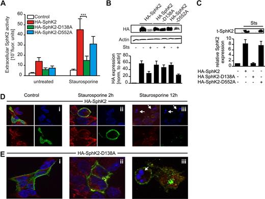 Figure 5. Mutation of the N-terminal caspase-1 cleavage site in SphK2 attenuates cleavage and release of SphK2 during apoptosis. (A-C) HEK293 cells were transfected with HA-SphK2 or mutated constructs. (A-B) Transfectants were left as controls or treated with Sts. (A) Extracellular SphK2 activity is shown. Data are means ± SEM from 5 independent experiments. ***P < .001. (B) Western analysis showing intracellular expression of wild-type and mutated HA-SphK2. (C) Western analysis showing extracellular t-SphK2 expression in transfectants stimulated with Sts. (B-C) The histograms show quantification of Western data as means ± SEM from 4 independent experiments. (D-E) HEK293 cells, seeded on cover slips, were transfected with (D) HA-SphK2 or (E) HA-SphK2-D138A. Cells remained as controls or were treated with Sts for 2 or 12 hours. Cells were fixed and stained for HA (green) and caspase-1 (red). Nuclear staining was performed with DAPI (blue). White arrows indicate nuclear fragmentation. Each experiment was performed 4 times, and representative images are shown.