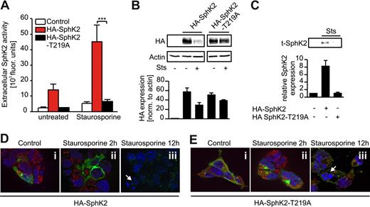 Figure 6. Mutation of the PS binding site in SphK2 attenuates release of SphK2 during apoptosis. (A-C) HEK293 cells were transfected with HA-SphK2 or HA-SphK2-T219A. (A-B) Transfectants were left as controls or treated with Sts. (A) Extracellular SphK2 activity is shown. Data are means ± SEM from 5 independent experiments. ***P < .001. (B) Western analysis showing intracellular expression of HA-SphK2 and the T219A mutant from the same gel. (C) Western analysis showing extracellular t-SphK2 expression in transfectants stimulated with Sts. (B-C) The histograms show quantification of Western data as means ± SEM from 4 independent experiments. (D-E) HEK293 cells, seeded on cover slips, were transfected with (D) HA-SphK2 or (E) HA-SphK2-T219A. Cells remained as controls or were treated with Sts for 2 or 12 hours. Cells were fixed and stained for HA (green) and caspase-1 (red). Nuclear staining was performed with DAPI (blue). White arrows indicate nuclear fragmentation. Each experiment was performed 4 times, and representative images are shown.