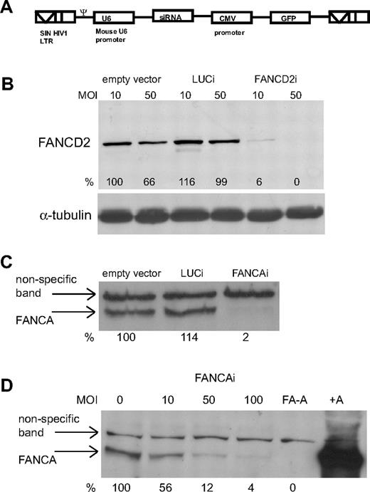 Figure 1. Efficient knockdown of FA proteins in hESCs by RNAi. (A) Schematic of the lentiviral vector used to deliver small interfering RNAs. (B) FANCD2 Western blot on lysates from GFP+ FACS for hESCs infected at MOI 10 and 50 with empty vector, LUCi, and FANCD2i virus at day 4 after infection. Percentage of knockdown is calculated using ImageJ software (National Institutes of Health) after normalization to α-tubulin levels. (C-D) FANCA Western blot on lysates from GFP+ FACS of hESCs infected either with empty vector, LUCi, and FANCAi virus at MOI 50 (C) or increasing MOIs of FANCAi virus (D) at day 4 after infection. Percentage of knockdown is calculated using ImageJ software after normalization to a nonspecific band. (D lane 5, FA-A) A lysate from a FA-A patient fibroblast; (lane 6, +A) the patient fibroblast line retrovirally corrected with FANCA.