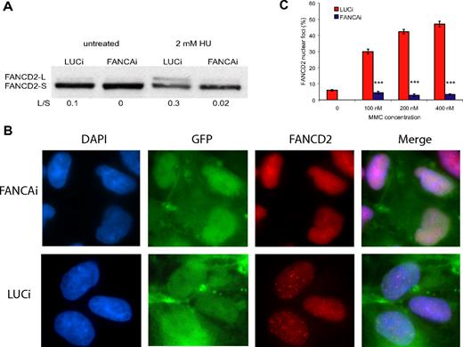 Figure 2. FANCA knockdown results in marked reduction of FANCD2 monoubiquitination and nuclear foci formation. (A) FANCAi and LUCi hESCs were treated with 2mM HU for 24 hours, and lysates were subjected to Western blotting for FANCD2. FANCD2-L is the active, monoubiquitinated form of FANCD2-S. The ratio of L/S was calculated using ImageJ software. (B) FANCD2 immunofluorescence of FANCAi and LUCi hESCs treated with 200nM MMC treatment for 24 hours. DAPI (4,6 diamidino-2-phenylindole) stains for DNA content and GFP marks infected cells. (C) Quantification of FANCD2 nuclear foci after 100, 200, and 400 nM MMC treatment for 24 hours. Percentage FANCD2 nuclear foci (y-axis) represents the fraction of cells with 4 or more nuclear foci, as assayed by FANCD2 immunofluorescence. Data are represented as the average ± SEM; each data point represents 3 independent sets of 50 cells. ***P < .01 by Student t test.