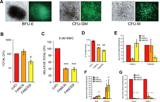 Figure 5. FANCD2i hESCs demonstrate significant reductions in hematopoietic CFUs. (A) Representative light and fluorescence micrographs of hematopoietic colonies. BFU-E indicates blast-forming unit erythroid; CFU-GM, colony-forming unit granulocyte/monocyte; and CFU-M, colony-forming unit macrophage. (B-C) Total hematopoietic CFUs from day 20 EB-derived cells plated in H4434 media (StemCell Technologies) without (B) or with (C) 5nM MMC and scored at day 14 after plating. Total CFUs are normalized directly to LUCi (B) or first normalized to baseline untreated total CFUs to assess MMC hypersensitivity of hematopoietic progenitors (C). Data are presented as mean ± SEM. n = 6, 3. (D) Normalized ratio of gamma-globin expression to epsilon-globin expression by qRT-PCR from CD45+ population of day 20 EB-derived cells. Data are presented as mean ± SEM. n = 6. (E-G) qRT-PCR analysis of gene expression from CD45+ population of day 20 EBs. Expression is relative to LUCi expression levels after normalization with GAPDH. Data are presented as mean ± SEM and n = 6. ***P < .01; **.01 < P < .03; *.03 < P < .05.