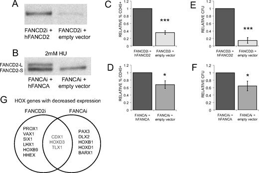 Figure 6. FA gene complementation rescues hematopoietic deficits. (A) FANCD2 Western blot on lysates from FANCD2i hESCs infected with pMMP-puro hFANCD2 or pMMP-puro (empty vector). (B) FANCAi hESCs infected with pMMP-puro hFANCA or pMMP-puro were treated with 2mM HU for 24 hours and lysates were subjected to Western blotting for FANCD2. FANCD2-L is the active, monoubiquitinated form of FANCD2-S. (C-D) FACS analysis of day 20 EB-derived cells for the percentage of CD45+ cells. Percentage CD45 is normalized to FANCD2i + hFANCD2 (C) or FANCAi + hFANCAi (D) and presented as ± SEM. n = 4, 6. (E-F) Total hematopoietic CFUs from day 20 EB-derived cells plated in H4434 media (StemCell Technologies) scored at day 14 after plating. Total CFUs are normalized to FANCD2i + hFANCD2 (E) or FANCAi + hFANCAi (F) and presented as ± SEM. n = 4, 6. (G) Venn diagram showing HOX genes with decreased expression in day 20 EBs. Eighty-four HOX genes were analyzed by quantitative PCR array (SABiosciences) and the top 8 genes, all with fold reduction greater than −1.5 relative to gene complement control, were included. FANCD2i + empty vector was compared with FANCD2I + hFANCD2 and FANCAi + empty vector was compared with FANCAi + hFANCA to generate the list of genes. Data are provided in supplemental Table 3. ***P < .01; *.03 < P < .05.