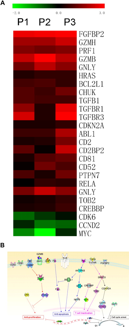 Figure 4. Schematic of signaling pathways and individual differentially expressed genes that contribute to CD3+CD4−TCRVβ+CD57+ T-cell behavior. (A) Heat map of differentially expressed genes shows significant difference in gene expression sets between CD3+CD4−TCRVβ+CD57+ and CD3+CD4−TCRVβ+CD57− samples. P1-3 indicates patient nos. 1 through 3. (B) Signaling pathways contribute to low proliferation index, cytotoxicity, and low rate of turnover of clonal T cells. Patient nos. 1 through 3 were used in this analysis.