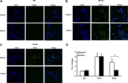 Figure 6. Confocal microscopy for the expression of γ-H2AX protein. (A-C) Phosphorylated γ-H2AX protein was detected with its antibody and then measured by confocal microscopy at different time points after 4-Gy of γ-irradiation (×40 magnification). (D) Fold change of fluorescence intensity. The intensity of Alexa 488–labeled γ-H2AX was measured by Adobe PhotoshopCS3 imaging process software (Adobe System Inc). The bars show the fold change of mean fluorescence intensity per cell (n = 50 cells picked randomly) compared with that of Puma+/+ nonirradiated group. **P < .01.