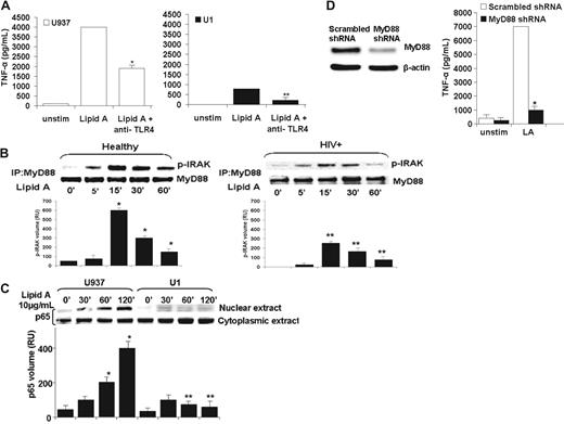 Figure 1. Reduced TLR4-mediated TNFα release associated with impaired MyD88-dependent signaling pathway in HIV+ human macrophages. (A) Human macrophage TNFα release is mediated by TLR4. Human macrophage U937 and U1 cells were incubated with lipid A (10 μg/mL) in the presence or absence of neutralizing anti-TLR4 antibody (10 μg/mL) for 24 hours, and cell-free supernatants were analyzed for TNFα by ELISA. Data shown are mean ± SEM of 4 independent experiments done in triplicate. (*P < .01 compared with U937 with lipid A alone; **P < .05 compared with U1 with lipid A alone). (B) Reduced TLR4-mediated MyD88-IRAK interaction and IRAK phosphorylation in HIV+ alveolar macrophages (AMs). Healthy AM (B left) and HIV+ AM (B right) were incubated with lipid A (10 μg/mL) up to 60 minutes, detergent soluble extracts were immunoprecipitated with anti-MyD88 antibody and immunoblotted with anti–p-IRAK antibody. Densitometric analysis for each p-IRAK band is displayed beneath Western blot. Western blot is a representative of 3 independent experiments with similar results (n = 3). *P < .01 unstimulated control; **P < .01 compared with healthy in the presence of lipid A with time. (C) Reduced TLR4-mediated NF-κB nuclear translocation in HIV+ macrophages. U937 and U1 cells were incubated with lipid A (10 μg/mL) up to 120 minutes, nuclear and cytoplasmic extracts were isolated and probed with anti-p65 antibody. Densitometric analysis of p65 bands for each lane is displayed beneath Western blot. Western blot is a representative of 4 independent experiments with similar results. *P < .01 compared with unstimulated control; **P < .01 compared with U937 cells in the presence of lipid A with time. (D) Functional silencing of human MyD88 leads to marked diminution of TLR4-mediated TNFα release in U937 cells. Western blot analysis of human MyD88 after gene silencing with the use of MyD88 shRNA and scrambled shRNA. β-Actin was used to monitor protein loading after stripping the membrane. A representative blot shows results from 1 experiment with similar results of 3 independent experiments (left). U937 cells were pretreated with shRNA MyD88 and scrambled shRNA. Cells were differentiated with phorbol ester, challenged with lipid A and incubated for 24 hours. Cell-free supernatant was assayed for TNFα by ELISA. Results are representative of 3 independent experiments in triplicate.