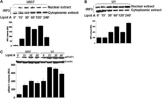 Figure 3. TLR4-mediated IRF3 nuclear translocation and STAT1 phosphorylation is preserved in HIV+ macrophages. Lipid A–mediated nuclear translocation of IRF3 is intact comparing U937 human macrophages and HIV+ U1 cells. (A) U937 and (B) U1 macrophages were incubated with lipid A (10 μg/mL) over time, and then nuclear and cytoplasmic extract was isolated and probed with anti-IRF3 antibody by Western blot. Western blot is a representative of 4 independent experiments with similar results. (C) Preserved lipid A–mediated phosphorylation of STAT1 in HIV+ human macrophages. U937 and U1 macrophages were incubated with lipid A (10 μg/mL) over time, and detergent-soluble cell extracts were probed with anti–phosphorylated STAT1 antibody by Western blot. Membranes were stripped and probed with anti–β-actin for protein loading. Western blot is a representative experiment of 3 independent experiments with similar results. Quantitative densitometric analysis of IRF3 nuclear extract bands (A-B) and phosphorylated-STAT1 bands (C) are displayed directly beneath the blots. Error bars indicate SEM.