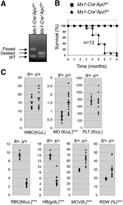Figure 1. Haploinsufficiency of Apc leads to lethality. (A) Analysis of the deletion of Apc in primary mice as determined by semiquantitative polymerase chain reaction of genomic DNA from bone marrow (BM) cells 4 days after induction. (B) Kaplan-Meier survival curve of primary Mx1-Cre+Apcfl/+ (n = 13) and Mx1-Cre−Apcfl/+ (n = 13) mice. (C) Peripheral blood counts of primary mice after induction. The deletion of a single allele of Apc was induced in Mx1-Cre+Apcfl/+ mice treated with 3 doses of pI-pC, referred to as Δ/+ mice. Control Mx1-Cre−Apcfl/+ mice are referred as fl/+ mice. The data were collected when Δ/+ mice became moribund within 3 to 8 months after induction. n = 13; ***P < .001.