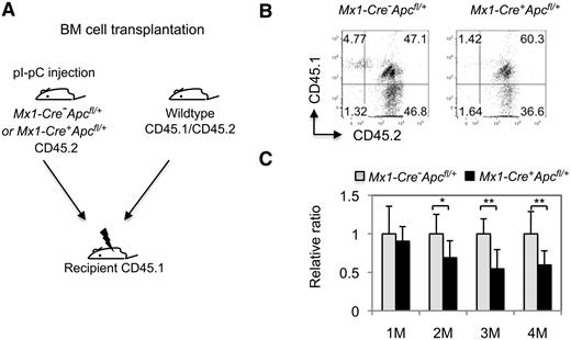 Figure 6. Apc haploinsufficiency affects the repopulating capacity of HSCs in vivo. (A) Mice with chimeric BM were generated by transplanting an equal number of wild-type CD45.1+CD45.2+ (CD45 heterozygous) BM cells and CD45.2+ (homozygous) BM cells from Mx1-Cre+Apcfl/+ or Mx1-Cre−Apcfl/+ mice 4 weeks after pI-pC induction of the Apc deletion. (B) Flow cytometric analysis of CD45.1- and CD45.2-stained PB cells from representative chimeric Mx1-Cre+Apcfl/+ or Mx1-Cre−Apcfl/+ mice 1 month after transplantation. The numbers indicate the percentage of cells in each population. (C) Histogram showing the relative ratio of CD45.2+ versus CD45.1+/CD45.2+-stained PB cells in Mx1-Cre−Apcfl/+ versus Mx1-Cre+Apcfl/+ chimeric mice examined at 1 to 4 months after transplantation (mean ± SD of 8-10 animals). *P < .05; **P < .01.
