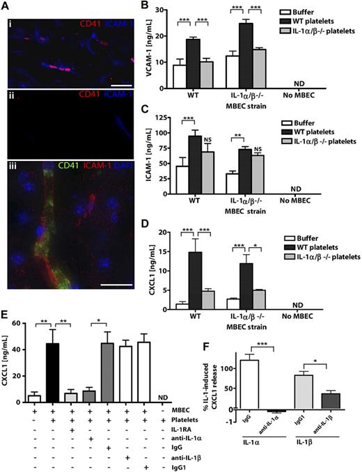 Figure 1. Platelets localize to microvessels in response to cerebral ischemia and activate brain endothelium via IL-1α. CD41-positive platelets localized to ICAM-1-positive brain microvessels (Ai,Aiii) in ischemic cerebral hemispheres, but not in nonischemic, contralateral tissue (Aii) of mice exposed to focal, transient middle cerebral artery occlusion. Scale bar represents 40 μm (Ai-Aii) or 20 μm (iii). Images were acquired on a Olympus BX51 microscope using a 40×/0.75 Plan Fln objective and Texas Red/DAPI filter sets and captured using a CoolSNAP ES camera (Photometrics) through MetaVue Software (Molecular Devices; Ai-Aii) or on a Delta Vision RT (Applied Precision) restoration microscope using a 40×/1.3 Plan Apo objective and the Sedat filter set (89000, Chroma; Aiii). The images were collected using a CoolSNAP HQ (Photometrics) camera with a Z optical spacing of 0.2 μm, raw images were deconvolved using the softWoRx software (Applied Precision), and maximum intensity projections of these deconvolved images are shown (Aiii). VCAM-1 (B), ICAM-1 (C), or CXCL1 (D-E) levels in lysates (B-C) or supernatants (D-E) of MBECs after incubation with mouse WT or IL-1α/β −/− platelets (B-D) or rat platelets (E) were quantified by ELISA. The effects of antagonizing IL-1 actions with IL-1RA or neutralizing antibodies to IL-1α/β (or isotype controls) on the release of CXCL1 from MBECs in response to rat platelets (E) or recombinant IL-1α or IL-1β (F) were determined. B, from left to right: n = 4, 6, 4, 4, 6, 3, 5, 5, 4; C, n = 6, 8, 4, 7, 8, 3, 5, 5, 4; D, n = 3; E, n = 6, 6, 5, 4, 4, 4, 4, 3; F, n = 5, 5, 6, 6. ND indicates not detected. Data are mean ± SEM. (B-F) ***P < .001. **P < .01. *P < .05. NS indicates no significant difference versus respective buffer control.