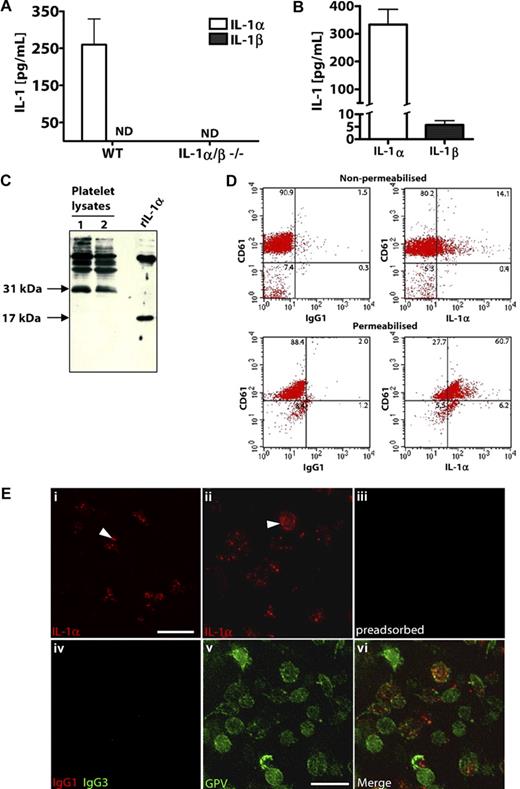 Figure 2. Platelets express higher levels of IL-1α compared with IL-1β. IL-1α and IL-1β levels in platelet lysates from WT or IL-1α/β−/− mice (A), or rats (B) were quantified by ELISA immediately after isolation. Lysates of rat platelets (lanes 1 and 2) or recombinant rat IL-1α (rIL-1α) were analyzed by Western blot for IL-1α (C). Flow cytometric dot blots of 2-color fluorescence staining of rat platelets with anti–IL-1α (or IgG1) followed by anti–mouse allophycocyanin-conjugated antibody and anti–CD61-FITC (D). Immunostaining for flow cytometry was performed on nonpermeabilized (D top) or permeabilized (D bottom) rat platelets, and numbers in corners indicate percentage of population in each quadrant (D). Platelets were immunostained with anti–IL-1α antibody, without (Ei,Eii) or with (Eiii) preadsorption of the antibody with recombinant IL-1α. Platelets were immunostained with anti-GPV antibody (Ev), which localized to regions of IL-1α staining (Evi, merge of Eii and Ev). Isotype control antibodies for anti–IL-1α (IgG1) or anti-GPV (hamster IgG3) did not stain platelets (Eiv). Scale bars represent 5 μm. Images were acquired on a Delta Vision RT restoration microscope using a 100×/1.4 Plan Apo objective, 1.6× auxiliary magnification, and the Sedat filter set (E). The images were collected using a CoolSNAP HQ (Photometrics) camera with a Z optical spacing of 0.2 μm, raw images were deconvolved using the softWoRx software, and maximum intensity projections of these deconvolved images are shown (E). A, n = 3; B, from left to right n = 6, 7. ND indicates not detected. Data are mean ± SEM and representative of at least 3 independent cultures.