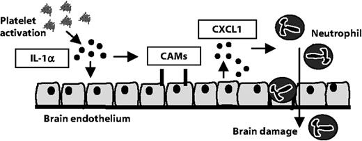 Figure 5. Platelet IL-1α drives cerebrovascular inflammation. Our data suggest that platelet-derived IL-1α induces the activation of cerebrovascular endothelial cells. The expression of brain endothelial cell adhesion molecules (CAMs) and release of the chemokine CXCL1 are induced by platelet IL-1α. In addition, platelet-derived IL-1α supports the TEM of neutrophils. We propose that platelet IL-1α is a key contributor to cerebrovascular inflammation, permitting the brain infiltration of neurotoxic white blood cells.