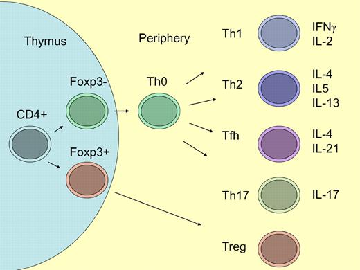 Differentiation of CD4+ T cells. In the thymus, a subpopulation of CD4+ cells become positive for the transcription factor Foxp3 and develop into regulatory T (Treg) cells.6 CD4+Foxp3− cells leave the thymus and give rise to Th0 cells. Depending on the type of antigen-dependent signals, Th0 cells develop into Th1, Th2, follicular T helper (Tfh), or Th17 cells.5