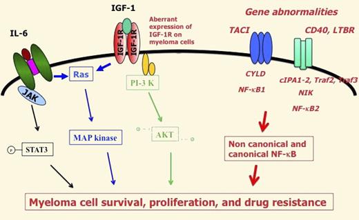 The main gene abnormalities targeting NF-κB pathway are displayed in red and italic font. They result in aberrant activation of noncanonical and canonical NF-κB pathway that together with other signaling pathway activation (JAK/STAT, MAP kinase, PI3K/AKT) trigger myeloma cell survival, proliferation and drug resistance.