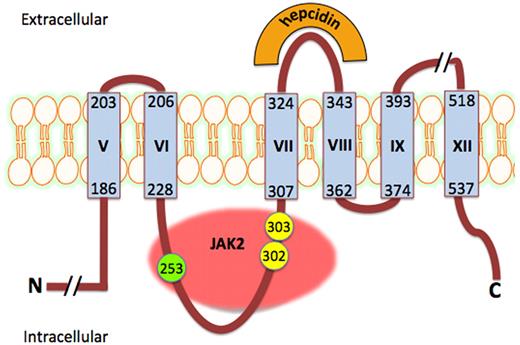 Hepcidin binds to a highly conserved domain on an extracellular loop of ferroportin.8 Binding of hepcidin results in recruitment of JAK2 to a not-yet-characterized intracellular domain. JAK2 phosphorylates tyrosines at positions 302 and 303. This phosphorylation event is required for internalization of ferroportin. Once internalized, lysine at position 253 is ubiquitinated, targeting the protein for lysosomal degradation. Ferroportin functions as a homodimer and binding of hepcidin to both monomers is required to initiate internalization.