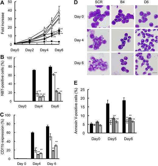 Figure 3. Knockdown of FOXO3A suppresses ATRA-induced TRAIL expression, granulocytic differentiation, and cell death of NB4 cells. (A) SCR or FOXO3A shRNA clones were incubated with 1.0μM ATRA (closed) or 0.1% ethanol (open) for the indicated time periods. Cell growth was assessed by the CellTiter-Glo Luminescent Cell Viability Assay Kit. Results are presented as the mean ± SE of 3 independent experiments relative to the results obtained at day 0. SCR (circles), A2 (squares), B4 (triangles), D6 (diamonds). *P < .05: A2 (days 2, 4, and 5), B4 (day 6), D6 (days 4 and 5); **P < .01: A2 (day 6), B4 (day 5), D6 (day 6), compared with SCR with ATRA. Granulocytic differentiation was determined by an NBT reduction assay (B) and CD11b expression (C) by FACS analysis. (D) Morphologic changes were examined by Wright-Giemsa staining and use of an Olympus BX51. Scale bar represents 10 μm. (E) Annexin V–positive cells were detected by FACS analysis. Results of panels B, C, and E are presented as the mean ± SE of 3 independent experiments. **P < .01 compared with SCR; SCR (), A2 (░), B4 (), D6 ().