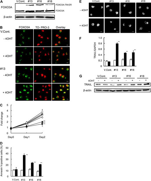 Figure 5. Forced expression of active FOXO3A induces apoptosis of NB4/RA cells. (A) Total protein was harvested from vector control (VCont) and FOXO3A-TM-ER clone cells and submitted to Western blotting with antibodies for FOXO3A and β-actin. (B) Cells were incubated with 0.7μM 4-OHT or final volume of 0.07% ethanol for 48 hours and fixed on poly-l-lysine–treated glass slides. After permeabilization, cells were incubated with anti-FOXO3A antibody and Alexa488-conjugated goat anti–rabbit IgG (green). Nuclei were stained with TO-PRO-3 (red). Confocal imaging analysis was performed using a Leica TCS-NT laser confocal microscope. Scale bar represents 10 μm. (C) Cells were incubated with 0.7μM 4-OHT (closed) or a final concentration of 0.07% ethanol (open) at the indicated times. Cell growth was assessed using the CellTiter-Glo Luminescent Cell Viability Assay Kit. Results are presented as the mean ± SE of 3 independent experiments relative to the results obtained at day 0; VCont (circles), no. 13 (squares), no. 16 (triangles), and no. 18 (diamonds). *P < .05: no. 13 (day 1); **P < .01: nos. 13, 16, and 18 at day 2 compared with VCont treated with 4-OHT. (D) Annexin V–positive cells were detected by FACS analysis. (E) Nuclei were stained using Hoechst 33342. Imaging analysis was performed with an Olympus IX70 microscope. Scale bar represents 10 μm. (F) TRAIL mRNA was detected by quantitative RT-PCR using predesigned TaqMan probes for TRAIL and GAPDH. Quantification was performed using the relative standard curve method. (G) Total protein was extracted at 48 hours and blotted. The blots were probed with antibody for TRAIL and were reprobed with anti–β-actin antibody to confirm equal protein loading. Results of panels D and F are presented as the mean ± SE of 3 independent experiments. **P < .01 compared with the VCont treated with 4-OHT.