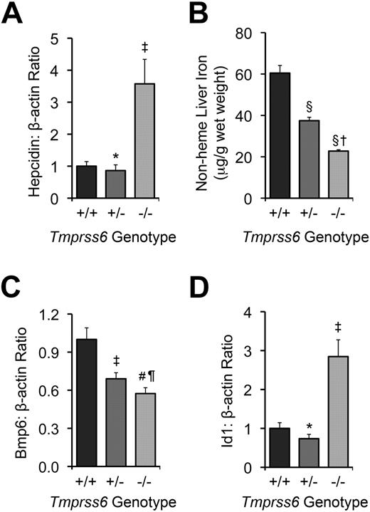 Figure 1. Tmprss6−/− and >Tmprss6+/− mice show abnormal systemic iron homeostasis. (A) Hepatic hepcidin (Hamp) mRNA expression relative to β-actin (Actb) mRNA expression in Tmprss6+/+, Tmprss6+/−, and Tmprss6−/− mice. (B) Nonheme liver iron concentrations (μg/g wet weight) of Tmprss6+/+, Tmprss6+/−, and Tmprss6−/− mice. (C) Hepatic Bmp6 mRNA expression relative to β-actin mRNA expression in Tmprss6+/+, Tmprss6+/−, and Tmprss6−/− mice. (D) Hepatic Id1 mRNA expression relative to β-actin mRNA expression in Tmprss6+/+, Tmprss6+/−, and Tmprss6−/− mice. Mean values from analysis of 8-week-old female mice (6-8 mice per genotype) are graphed. In panels A, C, and D, mRNA expression ratios are normalized to a Tmprss6+/+ mean value of 1. Error bars represent SEM. ‡P < .05, #P < .005, §P < .001, and *P value not significant, compared with Tmprss6+/+ mice. †P < .001, ¶P value not significant, compared with Tmprss6+/− mice.