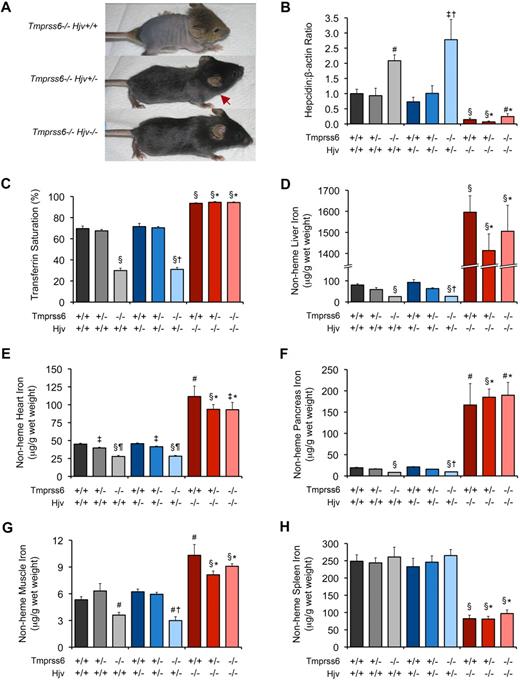 Figure 3. Tmprss6−/−Hjv−/− and Tmprss6+/+Hjv−/− mice show similar hepcidin mRNA levels and tissue iron concentrations. (A) Effect of Hjv genotype on iron deficiency–related hair loss in 19-day-old Tmprss6-deficient littermates. Tmprss6−/−Hjv+/+ pups (top) develop overt alopecia before weaning age. Tmprss6−/−Hjv+/− mice (middle) exhibit normal hair growth on the head but less dense hair on the body; red arrow indicates hair growth transition zone. Tmprss6−/−Hjv−/− mice (bottom) show normal body hair. (B-F) Phenotypic analysis of 8-week-old female mice of all Tmprss6-Hjv genotype combinations. Graphed are mean values obtained from analyses of hepcidin (Hamp) mRNA expression relative to β-actin (Actb) mRNA expression (B), serum transferrin saturation (C), and nonheme iron concentrations of liver (D), heart (E), pancreas (F), quadriceps muscle (G), and spleen (H). For each parameter, 6 to 8 female mice per genotype were analyzed. For panel B, mRNA expression ratios are normalized to a Tmprss6+/+Hjv+/+ mean value of 1. Error bars represent SEM. §P < .001 compared with Tmprss6+/+Hjv+/+; #P < .005 compared with Tmprss6+/+Hjv+/+; ‡P < .05 compared with Tmprss6+/+Hjv+/+; †P value not significant compared with Tmprss6−/−Hjv+/+; *P value not significant compared with Tmprss6+/+Hjv−/−; and ¶P < .001 compared with Tmprss6+/−Hjv+/+ mice.