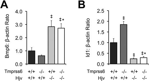 Figure 5. Tmprss6−/−Hjv−/− and Tmprss6+/+Hjv−/− mice show similar Bmp6 and Id1 levels. (A) Hepatic Bmp6 mRNA expression relative to β-actin mRNA expression in Tmprss6+/+Hjv+/+, Tmprss6−/−Hjv+/+, Tmprss6+/+Hjv−/−, and Tmprss6−/−Hjv−/− mice. (B) Hepatic Id1 mRNA expression relative to β-actin mRNA expression in Tmprss6+/+Hjv+/+, Tmprss6−/−Hjv+/+, Tmprss6+/+Hjv−/−, and Tmprss6−/−Hjv−/− mice. Mean values from analysis of 8-week-old female mice are graphed. For each parameter, 4 female mice per genotype were analyzed. Error bars represent SEM. ‡P < .05 compared with Tmprss6+/+Hjv+/+; *P value not significant compared with Tmprss6+/+Hjv−/−.