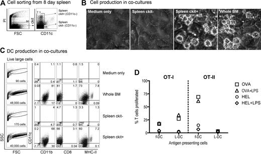 Figure 2. Identification of a DC precursor subset among neonatal spleen cells. (A) Eight-day-old spleen cells were sorted to give 2 populations of c-kit+CD11c− and c-kit−CD11c− cells. (B) Equal numbers of cells were cocultured over STX3 to assess DC development, along with whole red blood cell (RBC)–lysed bone marrow (BM) as positive control, and STX3 stromal cells as negative control. Cocultures were observed under phase microscopy after 14 days. Bar represents 50 μm. (C) Total nonadherent progeny cells were collected from cocultures at 14 days and analyzed flow cytometrically. FSC and SSC parameters were used to distinguish large cells for analysis of relative cell yield and marker analysis. Cells were simultaneously stained for CD11c, CD11b, CD8α, and MHC-II to delineate DC subsets. Positive staining cells (dot plot) were gated using relevant isotype controls (density plot). Percentage of positive cells relative to all cells collected from cocultures is indicated in quadrants. (D) L-DCs produced in cocultures were tested for the capacity to activate purified CD8+ OT-I TCR-tg T cells or CD4+ OT-II TCR-tg T cells. L-DCs were collected from cocultures of CD11c−c-kit+ spleen after 21 days. Control f-DCs were isolated from spleen using CD11c+ MACS microbeads. Antigen-presenting cell subsets were pulsed with antigen (10 μg/mL OVA for OT-I, or 100 μg/mL OVA for OT-II) in vitro for 12 hours before addition of CFSE-labeled T cells. Cocultures were established at a 1:5 DC:T-cell ratio, in the presence and absence of LPS (10 μg/mL), which was washed off after 12 hours. HEL was control antigen. T-cell activation was measured flow cytometrically after gating live (PI−)CD11c−CD8+ OT-I T cells, or PI−CD11c−CD4+ OT-II T cells). Data are presented as percentage of T cells proliferating on the basis of reduction in CFSE intensity. Data are representative of 2 similar experiments.