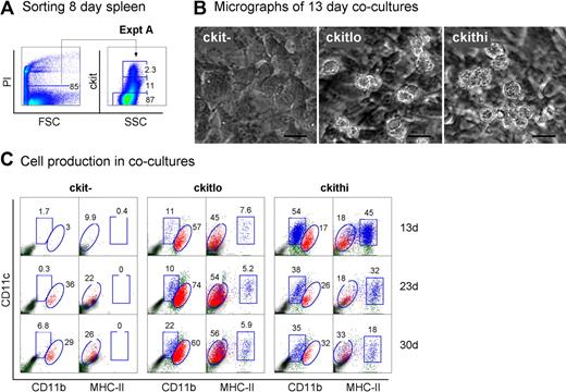 Figure 3. Further characterization of precursors in neonatal spleen. (A) Eight-day-old splenocytes were sorted into 3 populations of c-kit−, c-kitlo, c-kithi cells (Expt A) and cocultured in equal number over STX3. (B) Cell production was monitored by photography under phase microscopy after 13 days. Bar represents 50 μm. (C) Nonadherent cells were collected from individual cocultures at 13, 23, and 30 days. Cells were simultaneously stained for CD11c, CD11b, CD8α, and MHC-II. FSC and SSC analysis was used to gate large cells for marker analysis to assess DC production. Isotype controls were used to determine background binding (density plots) and set gates. Square and round gates were used to identify common populations across different plots. Percentage of cells showing specific staining is indicated within gates. Staining for CD8 was negative (data not shown). Results are reflective of 2 similar experiments.