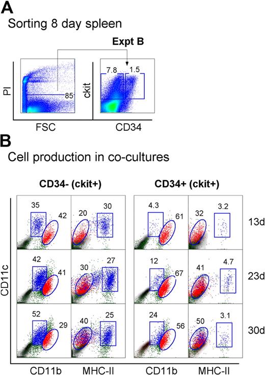 Figure 4. Progenitors are enriched within the c-kit+CD34+ subset of neonatal spleen. (A) Eight-day-old splenocytes were sorted to give c-kit+CD34− and c-kit+CD34+ populations (Expt B). These were cultured over STX3 to assess DC development. (B) Over time, nonadherent cells were collected from cocultures and assessed for DC production flow cytometrically. Cells were simultaneously stained for CD11c, CD11b, CD8α, and MHC-II. FSC and SSC analysis was used to gate large cells, and isotype controls were used to indicate background antibody binding (density plots) and set gates. Square and round gates identify common populations across different plots, and percentage of cells showing specific binding is indicated within gates. Staining for CD8 was negative (data not shown). Results are reflective of 2 similar experiments.