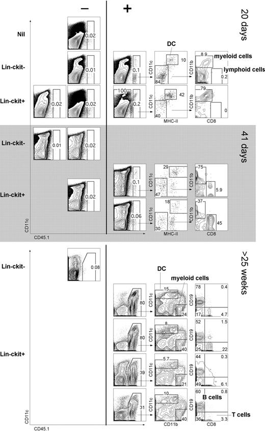 Figure 7. In vivo differentiative potential of spleen precursors. Splenocytes of adult B6.SJL mice were depleted of T and B cells and sorted to give CD11c−CD11b−(Lin−) populations of c-kit− and c-kit+ cells. Sorted cells (2 × 104) were transferred intravenously into sublethally irradiated (4.5 Gy) C57BL/6J (CD45.2+) recipient mice. Negative “nil” control mice were injected with Hanks balanced salt solution only. For analysis of short-term cell development, spleen was collected at 20 or 41 days and stained with antibodies specific for CD45.1, CD11c, CD11b, CD8α, and MHC-II. Before flow cytometry, cells were incubated with PI (1 μg/mL) for gating of live (PI−) cells. Spleens showing CD45.1+ progeny (> 0.05%) were examined for donor myeloid cells (CD11b+CD8−), cDCs (CD11c+MHC-II+), and lymphoid cells (CD11b−CD8+). Numbers in gates indicate percentage positive cells. In a second similar experiment, Lin−c-kit− and Lin−c-kit+ cells were sorted and transferred into lethally irradiated (9.5 Gy) host mice and analyzed for donor progeny (CD45.1+) after 25 weeks. T-/B-cell depleted spleen was analyzed for DC (CD11c+) and myeloid cell (CD11b+CD11c−) progeny. T-/B-cell enriched spleen was analyzed for lymphoid T (CD8+) and B (CD19+) cells.