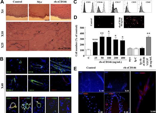 Figure 1. Chemotactic activity of rh-sCD146 in vitro and in vivo. (A) Microscopic examination of Matrigel plugs maintained for 12 days in normal mice. Matrigel plugs containing 0.1 μg/μL PBS (control), 0.1 μg/μL c-myc peptide, or 0.1 μg/μL rh-sCD146 were injected in the same mouse. Capillary-like structures were observed in the Matrigel plugs in the presence of rh-sCD146 (arrows) but not in control or c-myc–containing plugs. (B) Immunostainings were performed with anti-CD45, anti-CD34, anti–α-SMA, anti–MOMA-2, anti-CD31, and anti-CD117 antibodies on sections of Matrigel plugs filled with rh-sCD146 and maintained for 12 days in normal mice. Nuclei were labeled with DAPI (blue). Colabelings were also performed with CD31/CD146, CD117/CD31, CD117/CD146, CD117/CD33, and CD117/CD45. The merge pictures are given. Yellow areas correspond to a colabeling. In some pictures, these areas are better indicated with an arrow. (C) EPC characterization. EPCs were characterized by flow cytometry analysis for their expression of CD31, CD146, CD117, CD33, and CD45. Markers are represented in clear and control isotypes in dark. (D) Chemotactic effect of rh-sCD146 on EPCs in vitro. rh-sCD146, c-myc, immunodepleted rh-sCD146 (Ip rh-sCD146), control immunodepletion (IpC), and VEGF were tested. Results are the mean ± SEM values of 4 different experiments. *P < .05, **P < .01, ***P < .001, experimental versus control. (E) Immunostaining of Matrigel plugs maintained for 12 days in nude mice injected with late EPCs. Control Matrigel plugs containing 0.1 μg/μL c-myc peptide and Matrigel plugs containing 0.1 μg/μL rh-sCD146 were injected in the same mouse. Immunostaining was performed in Matrigel plugs with anti–human CD31 (red) antibody. Cell nuclei were labeled with DAPI (blue).