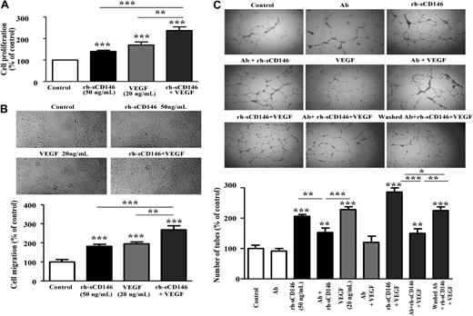 Figure 3. Additive effect of rh-sCD146 and VEGF on angiogenic capacity of EPCs in vitro. (A) Proliferation capacity of late EPCs was evaluated when rh-sCD146 (50 ng/mL) and VEGF (20 ng/mL) were added together and compared with the effect of each growth factor added separately. Results are the mean ± SEM values of 4 different experiments. (B) Migration capacity of late EPCs was evaluated using a wound healing assay when rh-sCD146 (50 ng/mL) and VEGF (20 ng/mL) were added together and compared with the effect of each growth factor added separately. Results are the mean ± SEM values of 4 different experiments. (C) EPC capacity to elaborate pseudocapillaries in Matrigel plugs was evaluated in different conditions. Number of capillary-like structures was evaluated when rh-sCD146 (50 ng/mL) and VEGF (20 ng/mL) were added together and compared with the effect of each growth factor added separately. In addition, the effect of an anti-VEGFR2 antibody (Ab) preincubated before growth factor(s) addition was tested in control condition (Ab), in the presence of rh-sCD146 (Ab + rh-sCD146), in the presence of VEGF (Ab + VEGF), and in the presence of the 2 growth factors (Ab + rh-sCD146 + VEGF). In a last condition (washed Ab + rh-sCD146 + VEGF), the antibody was preincubated and then washed before addition of the 2 growth factors. Number of tubes was counted after 5 hours of incubation. Results are the mean ± SEM values of 6 different experiments. *P < .05, **P < .01, ***P < .001, experimental versus control.