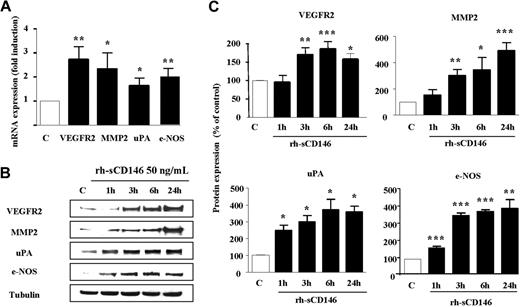 Figure 4. Up-regulation of angiogenic gene transcripts and products in EPCs in response to rh-sCD146. (A) Alterations in VEGFR2, MMP-2, uPA, and eNOS mRNA levels after rh-sCD146 treatment were analyzed by quantitative PCR. Results are the mean values of 4 different experiments. (B) Kinetics of induction of MMP-2, eNOS, uPA, and VEGFR2 proteins were performed. A representative experiment is shown for each protein. (C) Quantification of 3 to 5 experiments described in panel B. *P < .05, **P < .01, ***P < .001, experimental versus control.