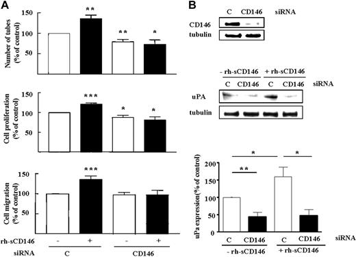 Figure 5. Requirement for membrane CD146 expression in angiogenic effects of rh-sCD146. (A) Effect of CD146 siRNA on rh-sCD146–mediated effects on late EPC capacity to generate pseudocapillaries in Matrigel, proliferation, and migration. Results are mean values of 4 different experiments. (B) Effect of CD146 siRNA on rh-sCD146–mediated induction of uPA. A representative experiment and the mean values of 3 different experiments are shown. *P < .05, *P < .01, ***P < .001, experimental versus control.