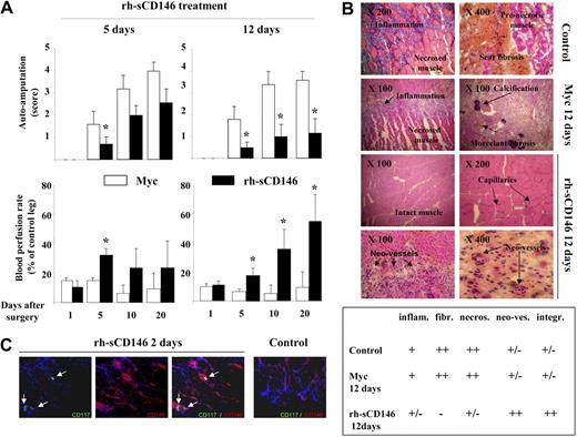 Figure 6. Effect of local injection of rh-sCD146 in a rat ischemic hind-limb model. (A) Ischemic rats were subjected to a daily local injection of either 10 μg/mL c-myc peptide or 10 μg/mL rh-sCD146 for 5 or 12 days. Auto-amputation level and blood perfusion rate were monitored. Results are mean values of 9 different animals in each group. *P < .05, experimental versus control. (B) Histochemical examination of hind-limb muscle sections from control, c-myc peptide-treated, or rh-sCD146–treated rats 12 days after surgery. Muscle features, including inflammation and fibrosis levels, amount of necrotic fibers, angiogenesis, and muscle aspect in control animals, c-myc–treated, and rh-sCD146–treated rats (12 days) are described using a semiquantification system: − indicates absence; ±, low expression; +, intermediate expression; and ++, high expression. (C) Coimmunostainings were performed with anti-CD117 (green) and anti-CD146 (red) antibodies in muscle sections of ischemic rats treated for 2 days with rh-sCD146 or not (control). Nuclei were labeled with DAPI (blue). The merge pictures are given. Yellow areas correspond to a colabeling (indicated with an arrow).
