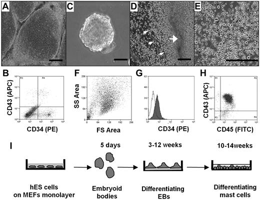 Figure 1. Differentiation of hES cells to hematopoietic progenitors. (A) hES cells were removed from mouse embryonic fibroblasts by treating with collagenase IV and cocultured for 10 days with a monolayer of OP9 in α-minimum essential medium containing 15% fetal calf serum. (B) FACS of a single-cell suspension after 12 days of hES cell coculture with OP9 cells; staining for CD34 and CD43. (C) EBs. hES cells were removed from mouse embryonic fibroblasts by treating with dispase and cultured in EB-differentiating medium for 4 days. (D) Phase-contrast image of adherent EBs differentiated in IL-6, IL-3, SCF, and Fms-like tyrosine kinase 3 ligand for 3 weeks with hematopoietic progenitors releasing to medium (small arrows indicate progenitors; and large arrow, differentiated EBs). (E) Phase-contrast image of homogeneous population of hematopoietic progenitors collected from medium 4 weeks after EB differentiation. (F) Forward-side scatter plot of hematopoietic progenitors. (G) CD34 surface expression on hematopoietic progenitors. Histogram shows antibody staining (in dark) relative to isotype-matched control (transparent). (H) CD45 and CD43 surface expression. Microscopic figures (A,C-E) were captured using an Olympus IX81 inverted fluorescence microscope with 4× (A,C,D) and 10× (E) objectives with a Hamamatsu ORCA RC camera, operated by Velocity software (PerkinElmer Life and Analytical Sciences). Bars in insets represent 100 μm. Data shown are representative from at least 3 experiments. (I) Schema showing coculture-free differentiation of human mast cells from hES cells.