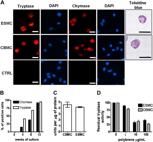 Figure 2. Phenotype of ES cell–derived mast cells. (A) Human mast cells differentiated from hES cells by EB formation were stained with antitryptase antibody, antichymase antibody, and Toluidine blue and compared with human mast cells derived from cord blood (CBMCs). Nuclei were stained with 4,6-diamidino-2-phenylindole. Figures were captured by an Olympus BX61 upright fluorescence microscope with 40× (antichymase, antitryptase staining) and 60× (Toluidine blue staining) objectives with a Hamamatsu ORCA RC camera, operated by Velocity software (PerkinElmer Life and Analytical Sciences). Bars in insets represent 10 μm. Controls represent cells stained without antitryptase, antichymase antibody. Figures represent 1 of at least 4 independent experiments. (B) Quantification of tryptase- and chymase-positive cells in culture during mast cell differentiation. (C) Activity of tryptase measured as a change in fluorescence activity of tosyl-Gly-Pro-Arg-pNA in mast cell lysates after 20-minute incubation at 37°C. Unit is defined as the amount of enzymatic activity that induces a 0.001 change in optical density at 405 nm/minute (n = 3). (D) Inhibition of tryptase activity by tryptase antagonist Polybrene, activity measured as in panel C (n = 3).