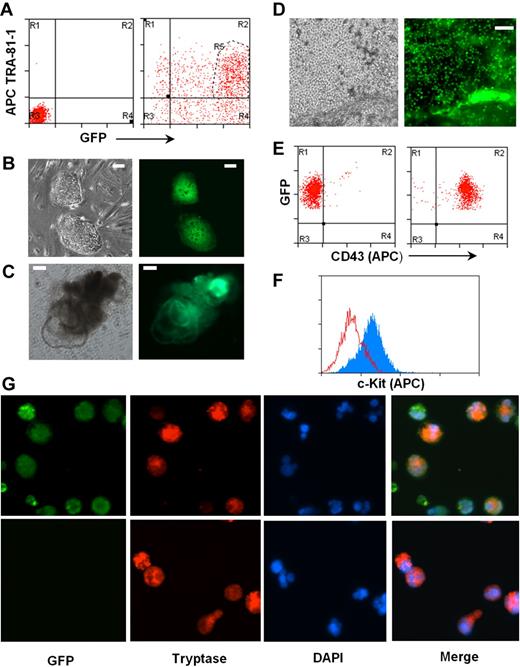 Figure 5. Human mast cells differentiated from genetically modified hES cells. (A) A reporter gene expressing GFP under EF-1 α promoter was expressed in hES cell clone H1 by lentiviral transfection. hES cells double-positive for GFP and pluripotent marker TRA-1-81 (region R5) were sorted by MoFlow sorter. Left panel: Nontransfected cells, isotype control. Right panel: Transfected cells stained with TRA-1-81. (B) hES cell lines expressing GFP were established. (C) Differentiating EBs formed from GFP-hES cells. (D) GFP-expressing mast cell progenitors releasing from differentiated EBs to medium. Images were captured using an Olympus IX81 inverted fluorescence microscope with a 4× objective. (E) Mast cell progenitors express GFP and CD43. Left panel: Isotype control. Right panel: CD43 antibody. (F) Mast cell progenitors differentiated to mast cells expressing c-Kit, anti–c-kit-APC (gray), and isotype control (empty). (G) Mast cells derived from GFP-hES express tryptase. Top panel: GFP-hES cells. Bottom panels: Mast cells derived from nontransfected H1 clone. Figures were captured by an Olympus BX61 upright fluorescence microscope with a 40× objective with a Hamamatsu ORCA RC camera, operated by Velocity software (PerkinElmer Life and Analytical Sciences).