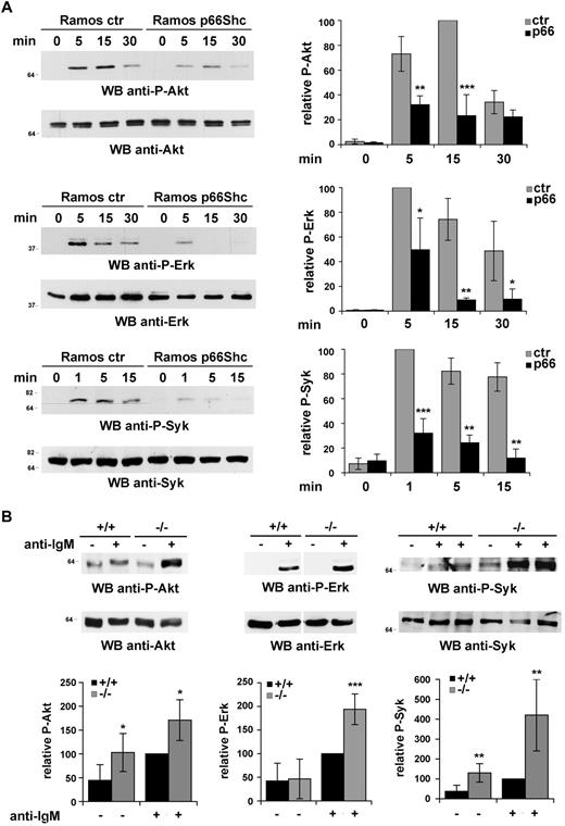 Figure 2. p66Shc attenuates BCR signaling. (A left) Immunoblot analysis of Akt, Erk1/2, and Syk phosphorylation in postnuclear supernatants from the control and p66Shc-expressing Ramos B-cell transfectants activated with anti-IgM antibodies for the indicated times. (Right) Quantification by laser densitometry of the relative levels of Akt, Erk1/2, and Syk phosphorylation in control and p66Shc-expressing Ramos cells activated with anti-IgM antibodies. Data are expressed as the percentage of maximal activation in control cells (set as 100%; n = 3; ***P ≤ .001, **P ≤ .01, *P ≤ .05), where significance refers to the differences between p66Shc-expressing and control Ramos cells at each time point. (B top) Immunoblot analysis of Akt, Erk1/2, and Syk phosphorylation in postnuclear supernatants from splenocytes from wild-type and p66Shc−/− mice activated with anti–mouse IgM antibodies for 2 minutes and 5 minutes (Syk), 5 minutes (Erk1/2), or 30 minutes (Akt). (Bottom) Quantification of the relative levels of Akt, Erk1/2, and Syk phosphorylation in splenocytes activated with anti-IgM antibodies (Syk, 2 minutes time point). Data are expressed as the percentage of maximal activation in splenocytes from wild-type mice (set as 100%; n > 3; ***P ≤ .001, **P ≤ .01, *P ≤ .05). Error bars indicate SD.