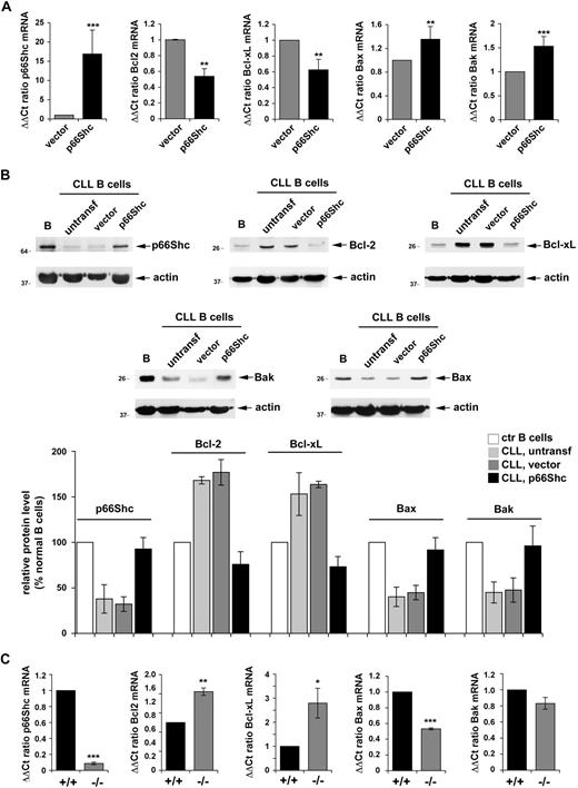 Figure 5. Reconstitution of p66Shc expression in CLL B cells restores the balance of antiapoptotic and proapoptotic Bcl-2 family members. (A) Quantification by real-time RT-PCR of the relative levels of p66Shc, Bcl-2, Bcl-xL, Bax, and Bak mRNA in PBLs from 7 patients with CLL (29M, 30M, 31M, 32M, 30U, 31U, 32U). Cells were cotransfected with either empty vector or the same vector encoding human p66Shc. A GFP reporter was included in all samples as a transfection control. Transcript levels were normalized to the expression level of GAPDH. For each transfected sample, Syber green runs were performed on duplicate samples of cDNAs from 2 independent reverse transcription reactions, each carried out on 400 ng of total RNA. RNA from the control sample (transfection with empty vector) of patient 29M was included in duplicate in each run as reference to normalize the data obtained in the individual experiments. The ΔΔCT method was applied as a comparative method of quantification, using as a reference the average of all the Ct data obtained on the samples transfected with empty vector. (B top) Immunoblot analysis of p66Shc, Bcl-2, Bcl-xL, Bax, and Bak expression in PBL lysates from a representative patient with CLL of 3 analyzed (29M, 30M, 30U). Cells were cotransfected with either empty vector or the same vector encoding human p66Shc. Each gel included a nontransfected PBL lysate from the same patient, as well as lysates of purified normal B cells. Stripped filters were reprobed with anti-actin antibodies as loading control. (Bottom) Quantification by laser densitometry of the data obtained on the 3 patients with CLL and 4 healthy controls. (C) Quantification by real-time RT-PCR of the relative levels of p66Shc, Bcl-2, Bcl-xL, Bax, and Bak mRNA in purified splenic B cells from wild-type (+/+) or p66Shc−/− (−/−) mice. Two pools of B cells, each from 3 wild-type or 3 p66Shc−/− mice, were used. Transcript levels were normalized to the expression level of GAPDH. For each sample, Sybr green runs were performed on duplicate samples of cDNAs from 2 independent reverse transcription reactions, each carried out on 400 ng of total RNA. RNA from the same pool of B cells from wild-type mice was included in duplicate in each run as reference to normalize the data obtained in the individual experiments. The ΔΔCT method was applied as a comparative method of quantification, using as a reference the average of all the Ct data obtained on the 2 pools of B cells from wild-type mice. ***P ≤ .001, **P ≤ .01, * P ≤ .05. Error bars indicate SD.