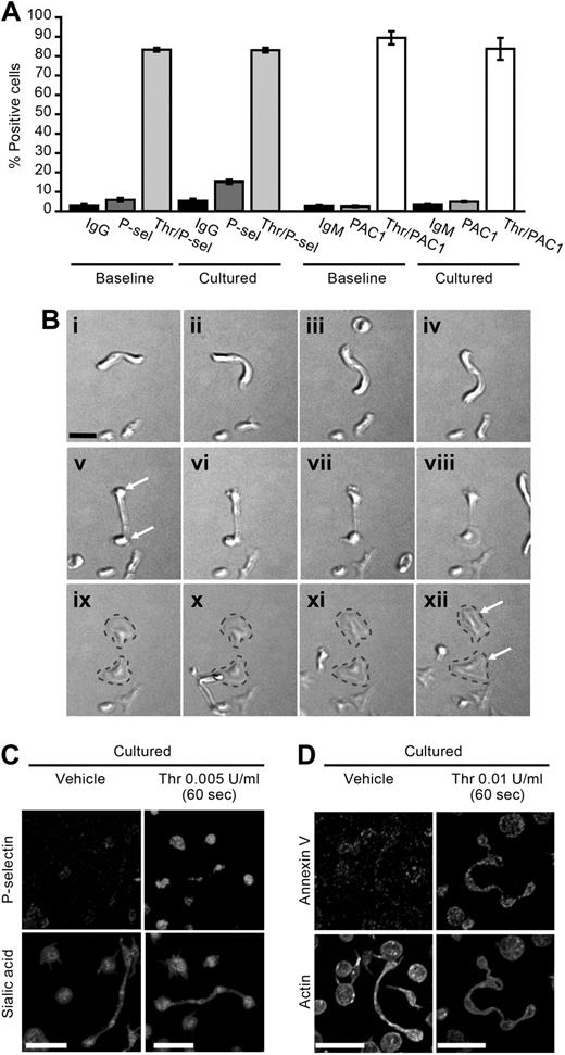 Figure 4. Newly formed cell bodies are functional. (A) The bar graph depicts P-selectin and PAC-1 surface expression (percentage of positive cells) as assessed by flow cytometry in freshly isolated (0 hours) or cultured (6 hours) platelets with or without thrombin (Thr) stimulation for 15 minutes. The data are compared with isotype-matched control antibodies (IgG, IgM). (B) Platelets were cultured in suspension for 6 hours and subsequently placed on immobilized fibrinogen. As shown in these sequential images (i-xii), a platelet process adheres, spreads, and forms 2 distinct cell bodies that eventually separate from one another (gray dashed lines). Scale bar represents 5 μm. Panel B is representative of 4 independent experiments. (C-D) Platelets were cultured for 6 hours and subsequently treated with vehicle or thrombin (0.005 U/mL). After 60 seconds, the platelets were fixed in solution, the permeabilization step was skipped, and then the cells were coimmunostained for (C) P-selectin and sialic acids (WGA) or (D) annexin V and actin. Panels C and D are representative of 3 independent experiments. Scale bars represent 10 μm.