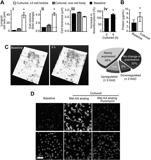 Figure 5. Cultured platelets increase in biomass and accumulate protein. (A) The bars represent the mean ± SEM for diameter (i), volume (ii), thickness (iii), and biomass (iv) of freshly isolated versus cultured platelets. *P < .05 versus baseline (i-iii) or 0 hours (iv). (B) The bars represent the mean ± SEM for total protein concentration of freshly isolated (Baseline) vs cultured platelets. *P < .05 versus baseline. (C) Left panels: Protein expression patterns for freshly isolated (Baseline) versus cultured (6 hours) platelets. These 2-dimensional gels, which are tilted in a third dimension to more effectively display the peak intensity and height of individual proteins, are representative of 5 independent experiments. (Right panel) The pie chart categorizes the protein expression patterns in freshly isolated versus cultured platelets. The categories are labeled as newly expressed (spots identified in cultured platelets that were not present at baseline), up-regulated (spots that were increased in cultured platelets compared with baseline), down-regulated (spots that were decreased in cultured platelets compared with baseline), or no change (spots that remained constant between cultured and baseline platelets). The percentages in the pie chart are the average of 5 independent experiments. (D) Platelets were coincubated with a fluorescent methionine analog (Met AA analog) in the presence or absence of puromycin. The top row identifies incorporation of methionine into newly synthesized protein. The bottom row panels (WGA) identify sialic acids. These panels are representative of 3 independent experiments.